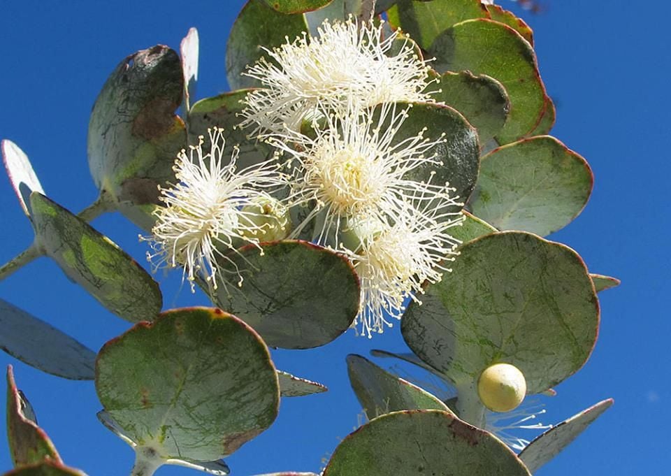 Mount Tomah Botanical Gardens Image -5be7526e3d2ed